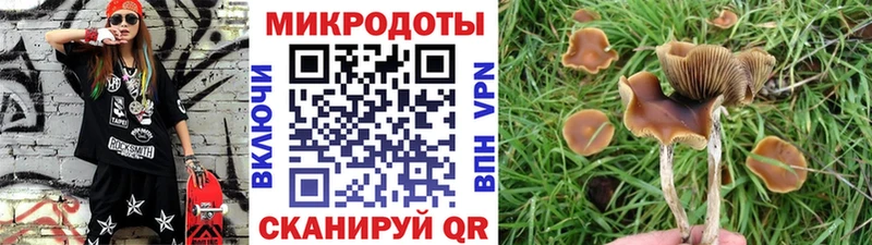 купить наркоту  Хвалынск  omg   Галлюциногенные грибы Psilocybe 